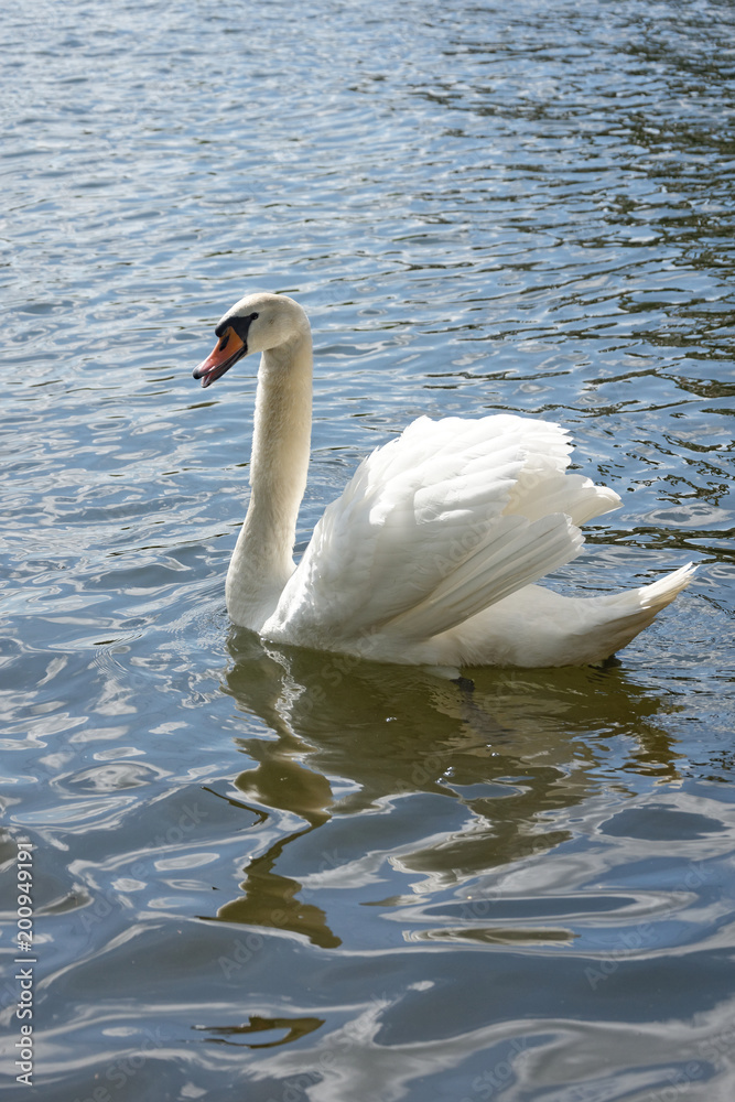 Fototapeta premium Białe Łabędzie 