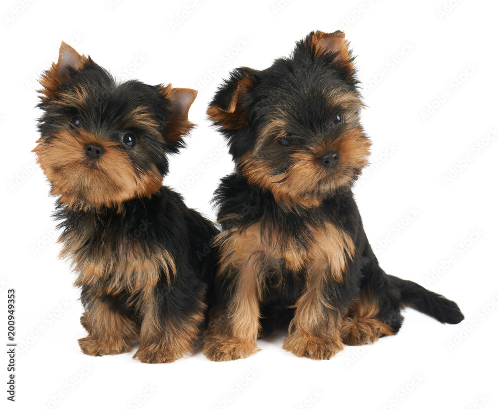 Two cute puppies