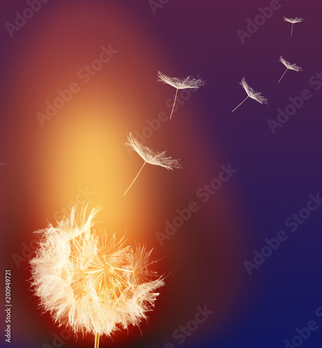 Fototapeta Naklejka Na Ścianę i Meble -  beautiful dandelion flower
