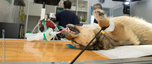  vet operating on an animal 