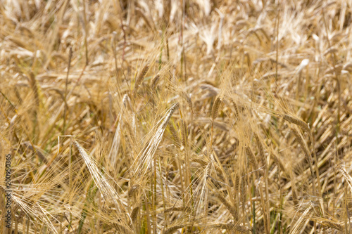 field of the grain before harvest © tmag