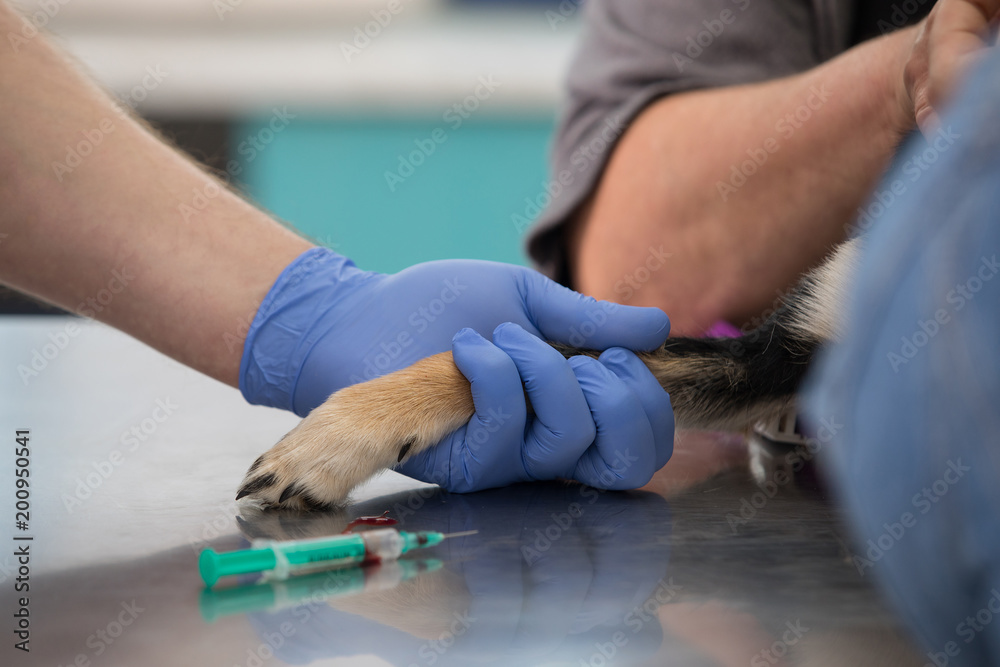 Veterinarian helps a dog with a head injury