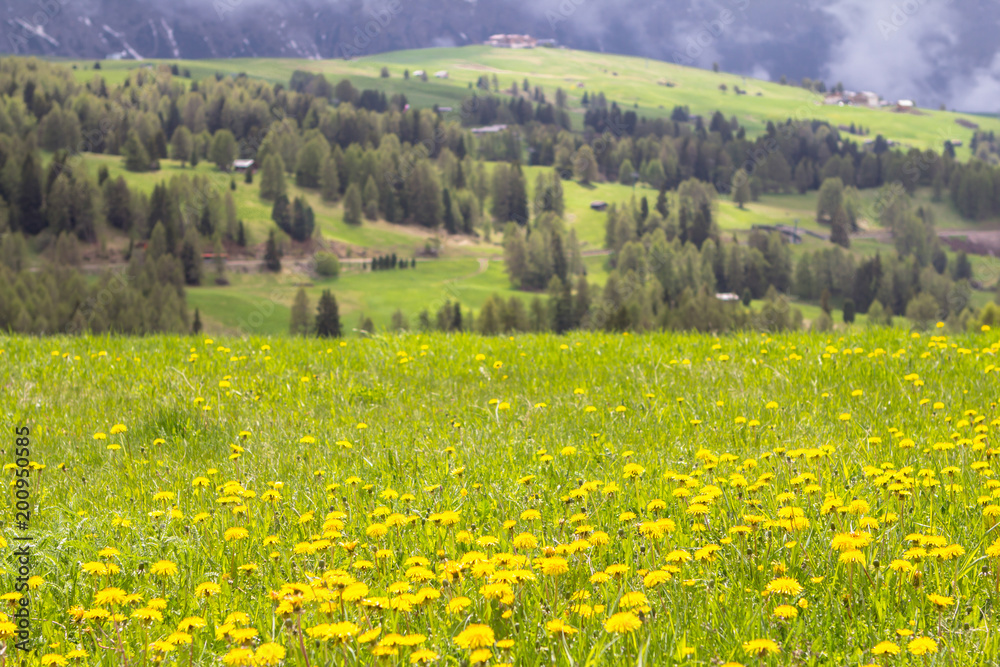 Blooming dandelions field in Alps