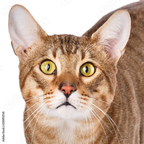 Portrait of a purebred Serengeti cat.