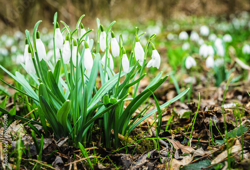 Detail of snowdrops in springtime