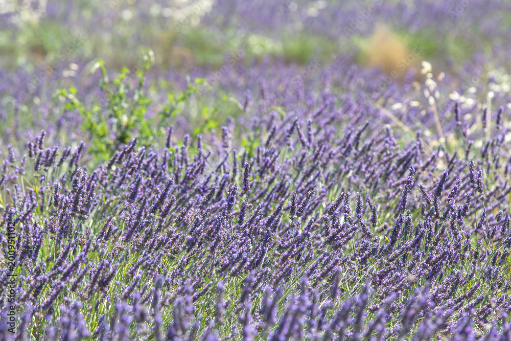 Fototapeta premium Lavender close up