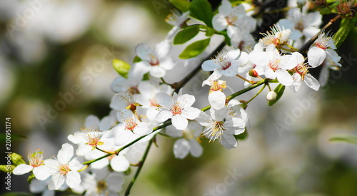 Hübsche weiße Blüten an einem Baum im Frühling