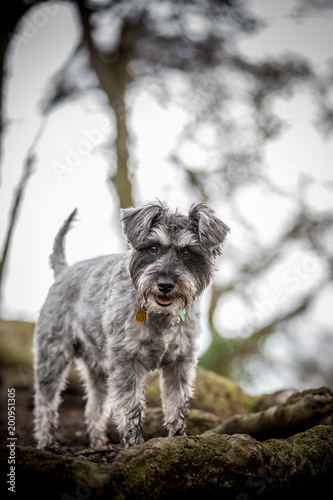 Wallpaper Mural Schnauzer in the trees Torontodigital.ca