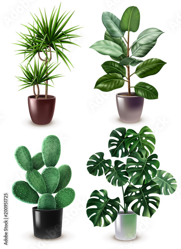 Realistic Houseplant Icon Set