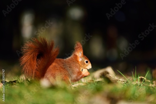 red-haired squirrel and walnut © Petr Caska