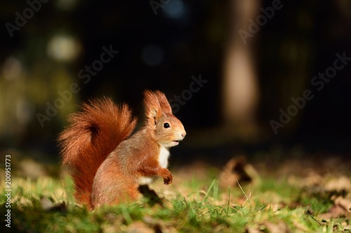 Red squirrel © Petr Caska