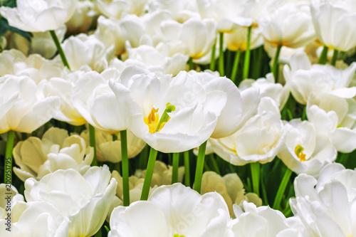Many beautiful white flowers, tulips