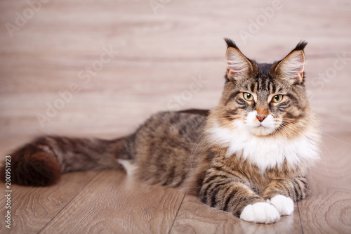 Maine coon cat on wooden floor in bedroom. background with copy space.