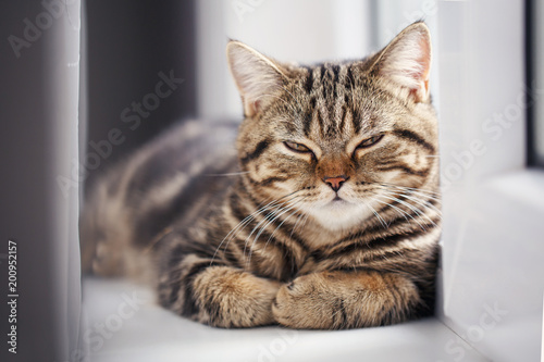 Cute little kitten. The fluffy pet comfortably settled to sleep or to play. © serkucher