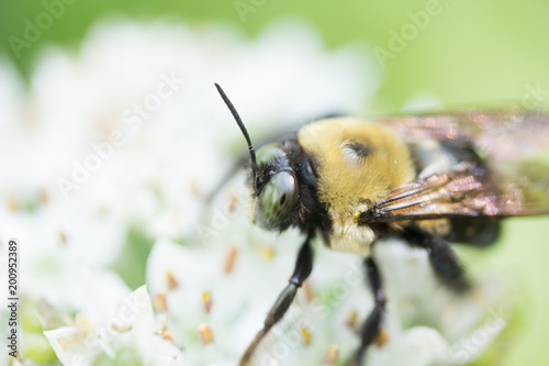 Bumble Bee Green Eyes photo