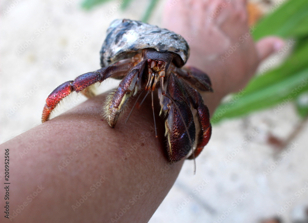 Large hermit crab on hand/ Island Contoy, Mexico