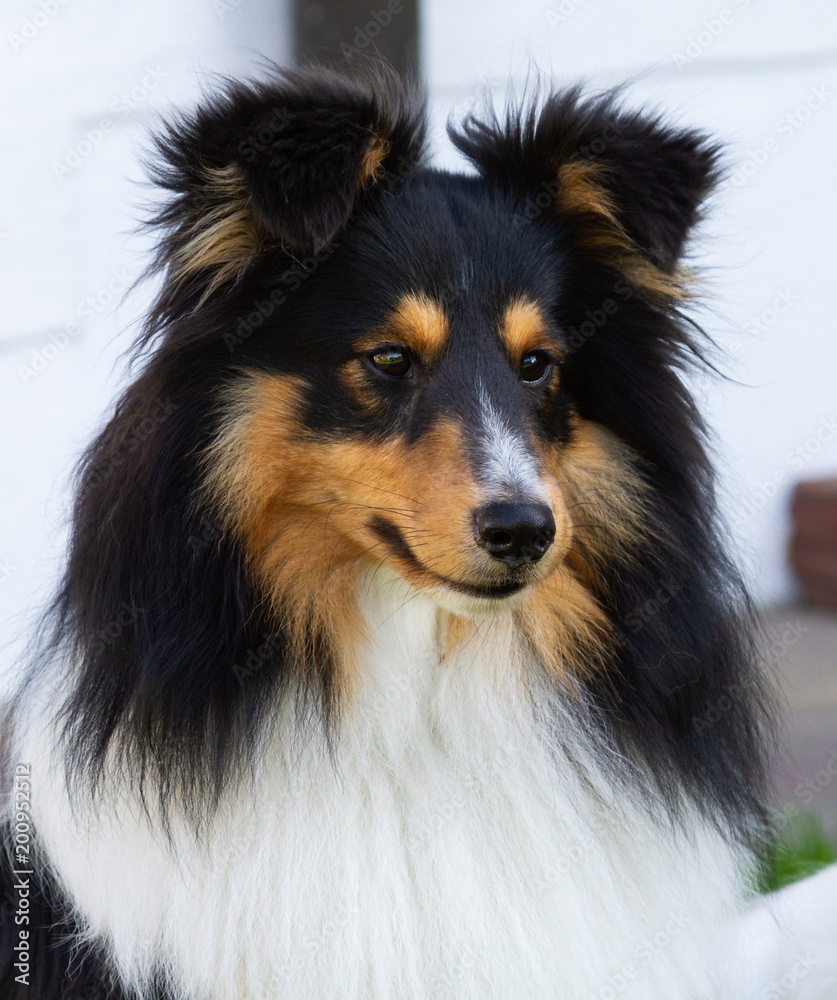 Neugierig blickender einjähriger Sheltie-Rüde Neugierig blickender einjähriger Sheltie-Rüde