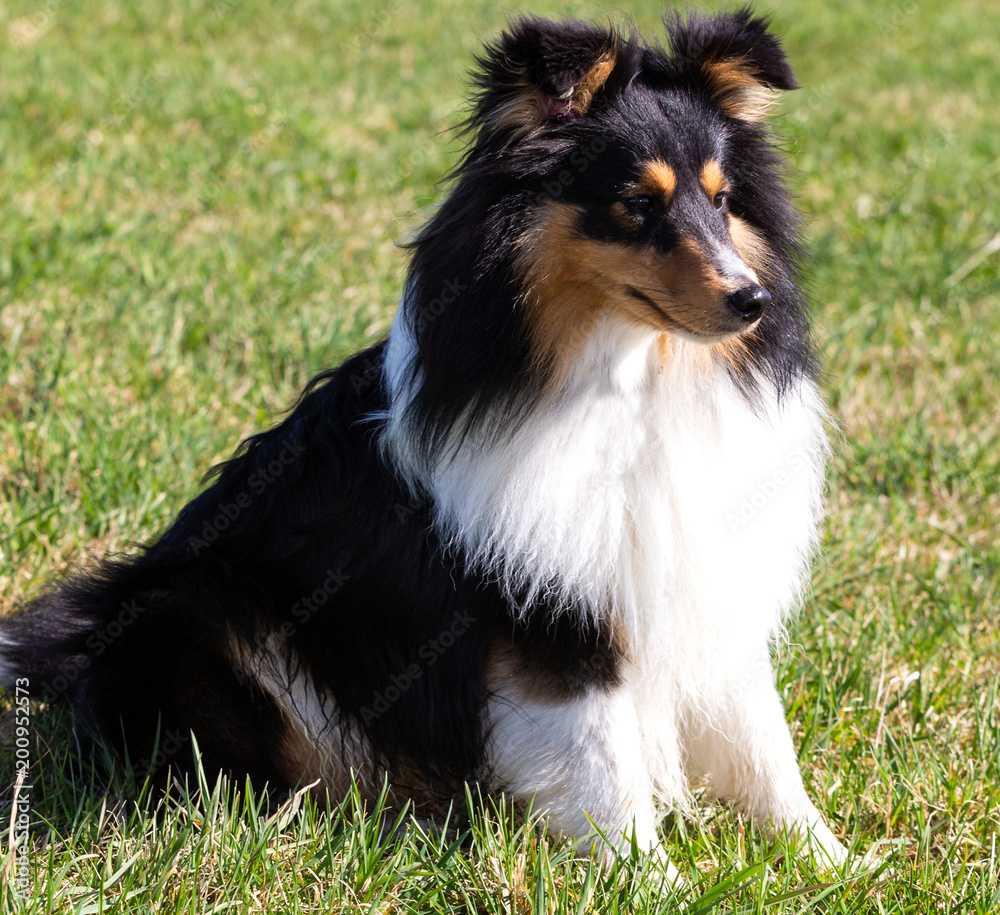 Einjähriger Sheltie-Rüde tricolour sitzt in der Wiese Einjähriger Sheltie-Rüde tricolour sitzt in der Wiese