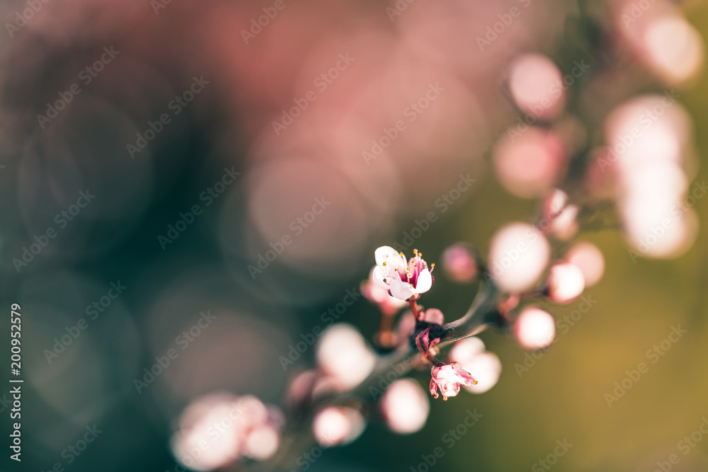 Kirschbaum Blüten im Frühling mit Bokeh im Hintergrund Kirschbaum Blüten im Frühling mit Bokeh im Hintergrund