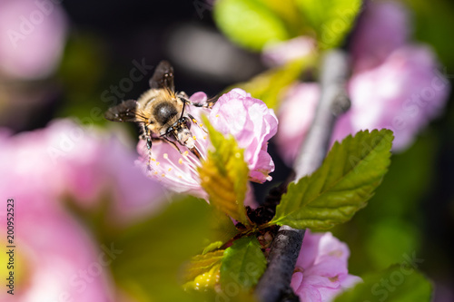 Honigbiene sammelt Nektar im Frühling 