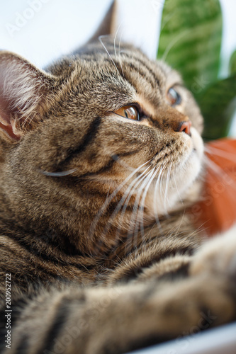 Portrait of British cat close up. Thoroughbred cat.