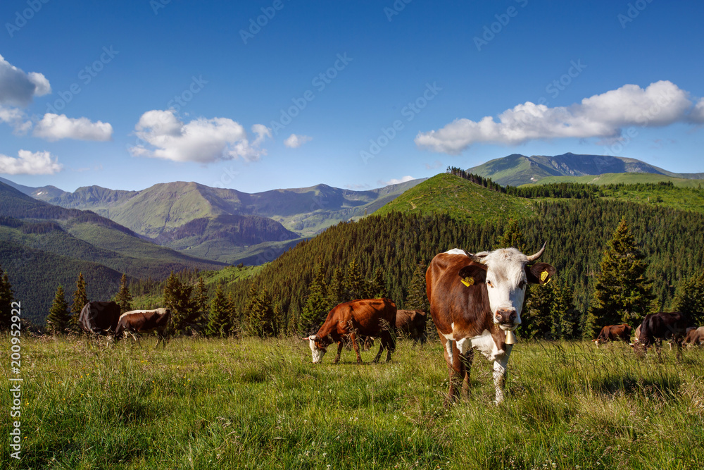 Idyllic summer landscape in the mountain with cow