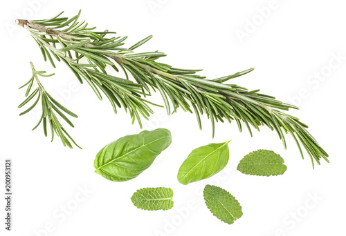 Rosemary twigs  basil leaves and mint isolated on a white background. Spices.
