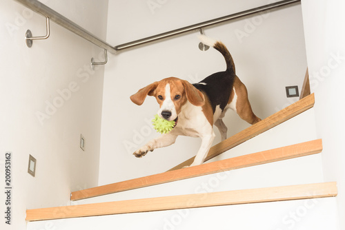 Dog run downstairs with a ball