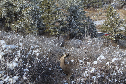 colorado landscape and animals