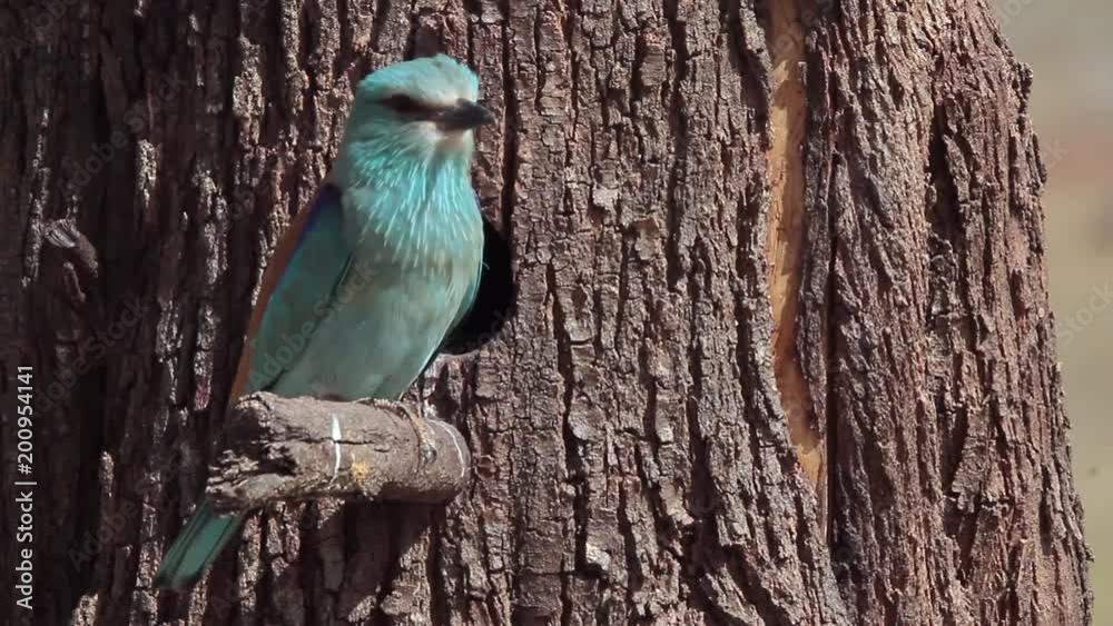 European Roller (Coracias garrulus), on nest access, Castilla La Mancha.