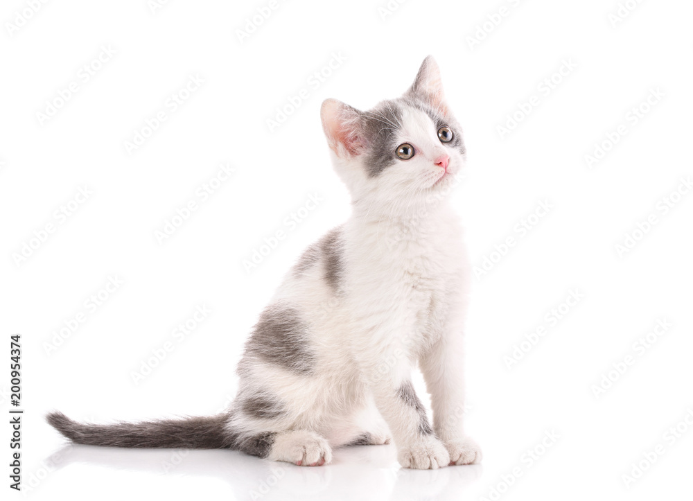 Cat is isolated on white.