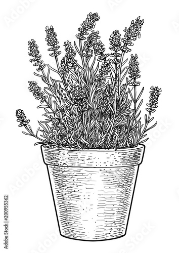 Lavender in pot illustration, drawing, engraving, ink, line art, vector
