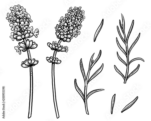 Fototapeta Naklejka Na Ścianę i Meble -  Lavender illustration, drawing, engraving, ink, line art, vector
