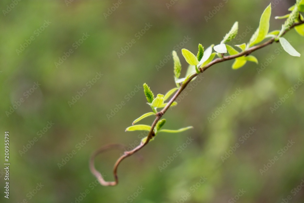 Curly branches of birch tree against sky, suitable as pattern or background. Slovakia Curly branches of birch tree against sky, suitable as pattern or background. Slovakia