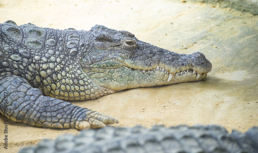 An alligator is a crocodilian in the genus Alligator of the family Alligatoridae,  close up texture of alligator skin
