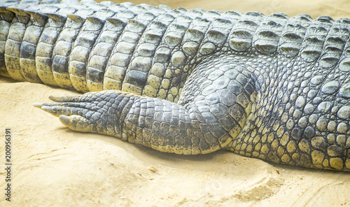 An alligator is a crocodilian in the genus Alligator of the family Alligatoridae,  close up texture of alligator skin © Fernando Cortés
