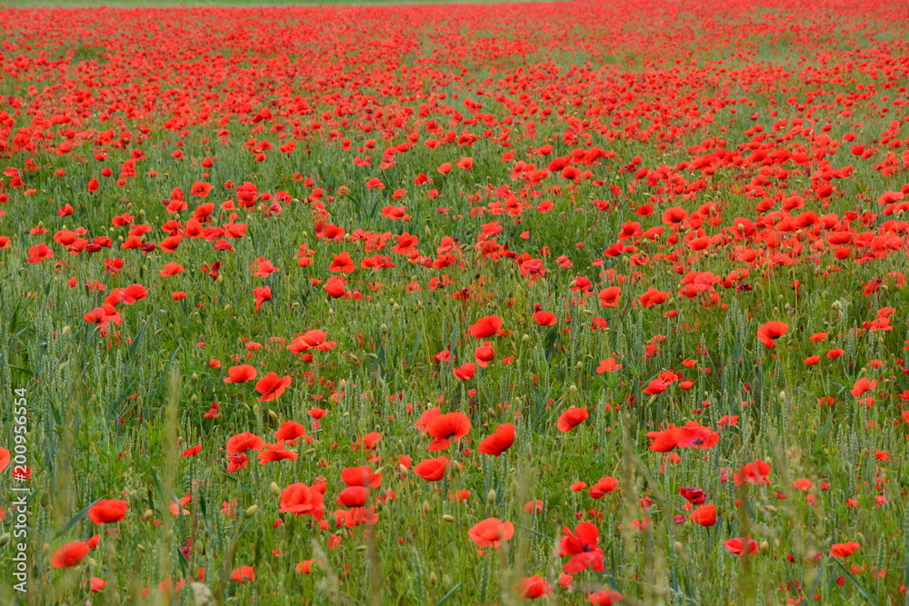 Mohnblumen - corn poppy 