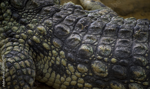 An alligator is a crocodilian in the genus Alligator of the family Alligatoridae, close up texture of alligator skin