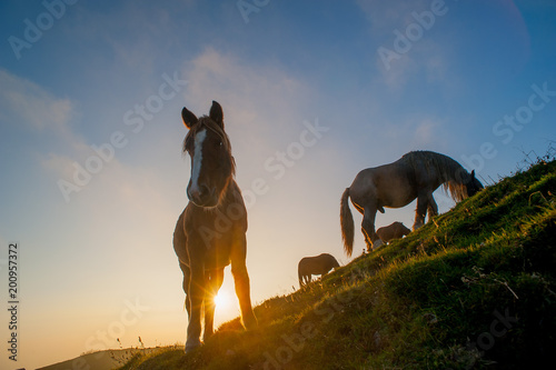 horse grazing in the mountains at sunset