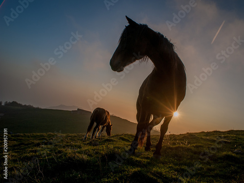 horse grazing in the mountains at sunset