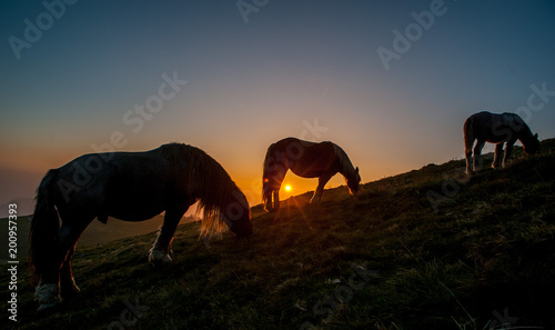 horse grazing in the mountains at sunset © pierluigipalazzi