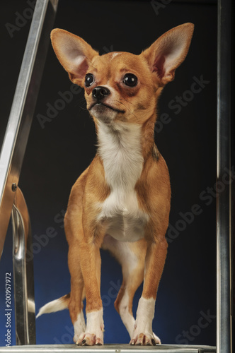 Chihuahuas in studio on a dark grey blue background photo