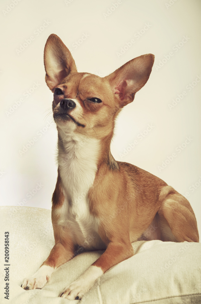 Chihuahua dog in the studio on a light white background