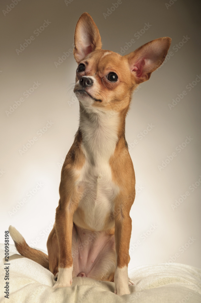 Chihuahua dog in the studio on a light white background