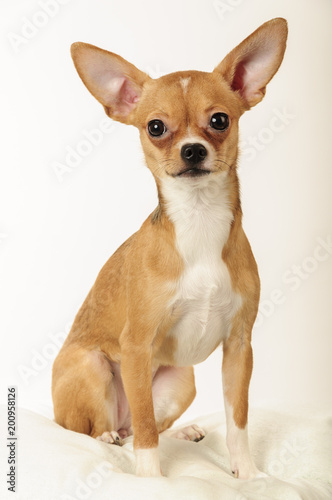 Chihuahua dog in the studio on a light white background photo