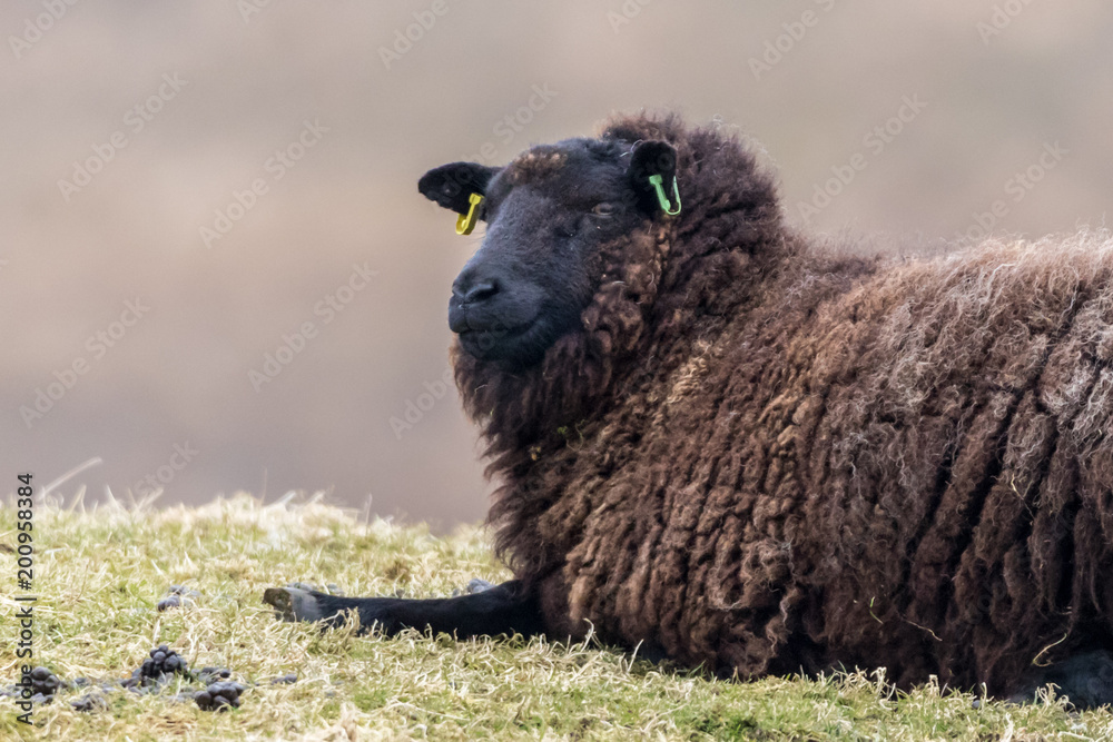Black sheep laying in the grass