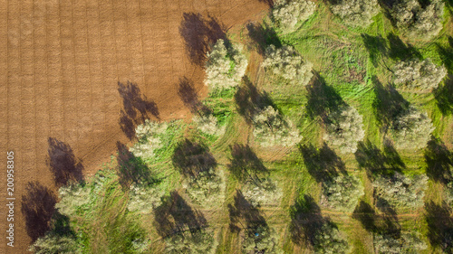 une plantation d'oliviers près d'un champ photo