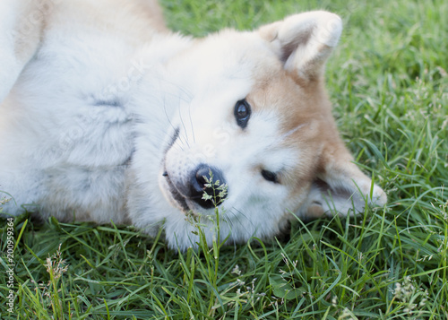 Pretty akita inu posing and smiling 