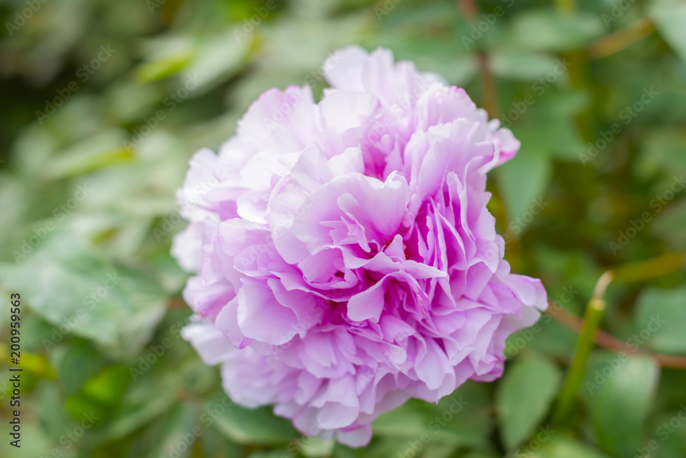 rose peony bush