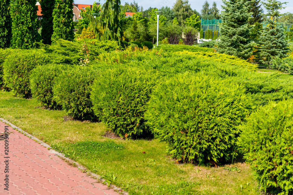 Naklejka premium green shorn plants for the decoration of flower beds and lawns in the landscape of the city